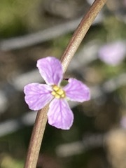 Sibara angelorum
