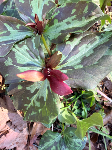 Trillium maculatum, photograph 2