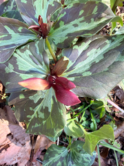 Trillium maculatum, photograph (c) Melissa Meadows, some rights reserved (CC BY)