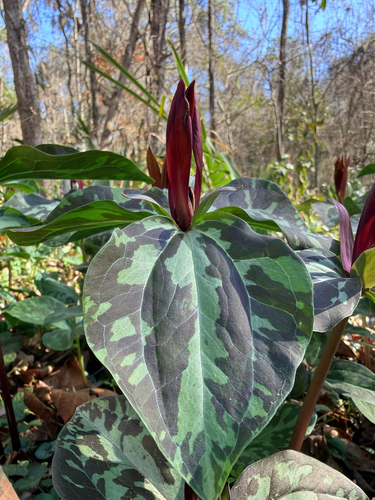 Trillium maculatum, photograph 3