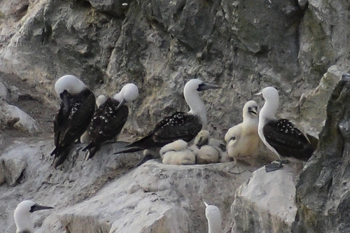 Peruvian Booby (Sula variegata), photo 7