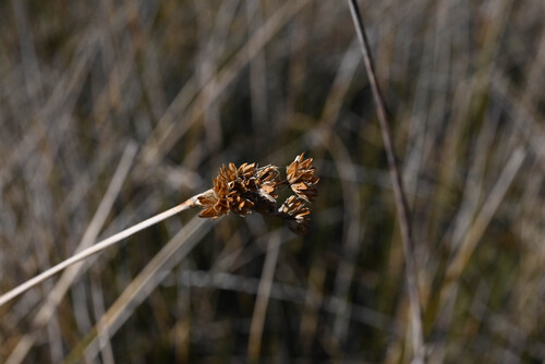 cooper's rush (Juncus cooperi)