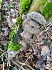 Auricularia auricula-judae