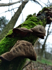 Auricularia auricula-judae