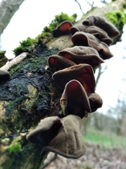 Auricularia auricula-judae