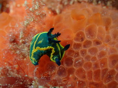 Tambja marbellensis
