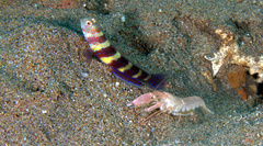 Amblyeleotris wheeleri