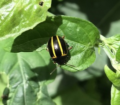 Desmogramma