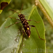Cotyclytus curvatus - Photo (c) marilindner, some rights reserved (CC BY-NC), uploaded by marilindner