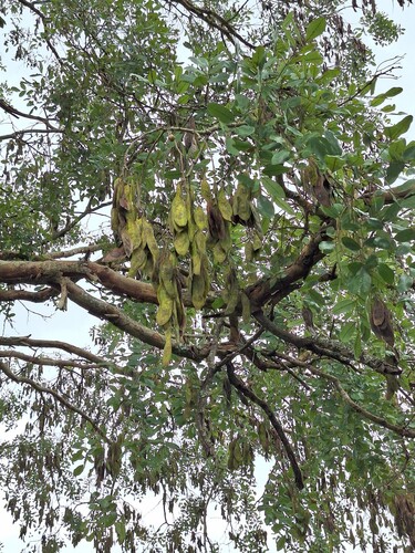 wild syringa