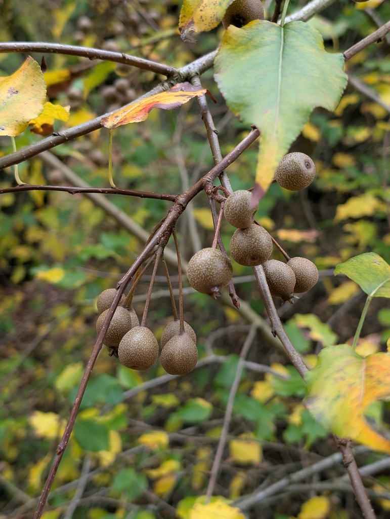Maleae Maleae in October 2025 by moseleyliz · iNaturalist