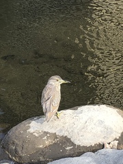 Nycticorax nycticorax