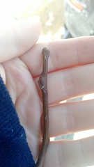 Gleditsia triacanthos