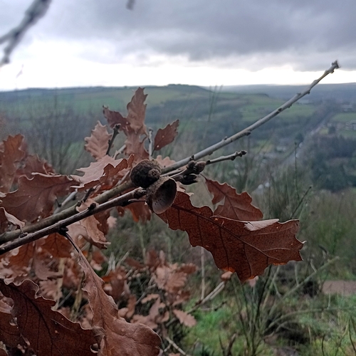 Foto de Quercus petraea