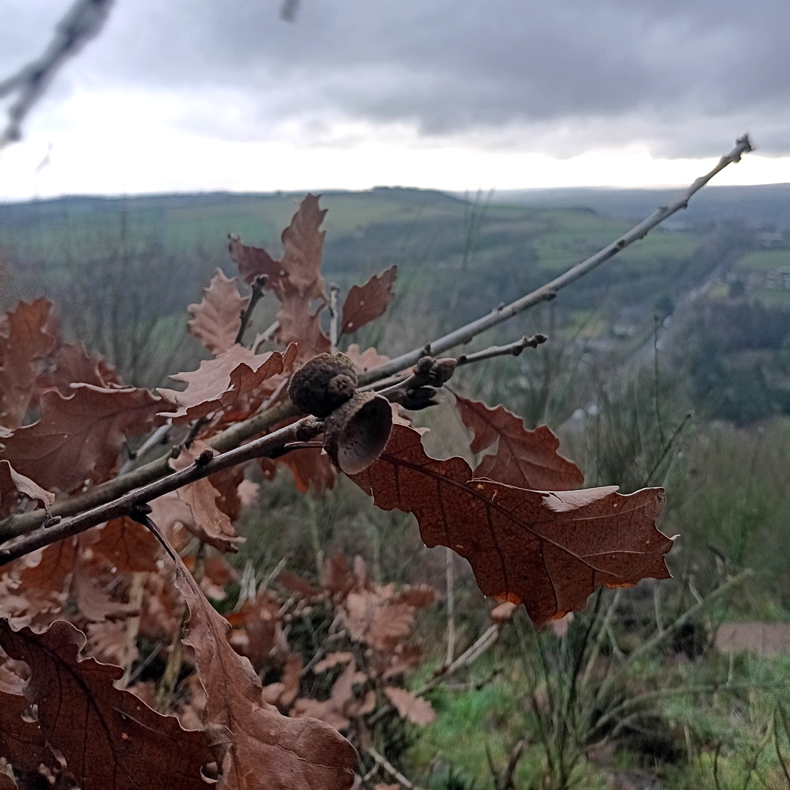 Imagem de Quercus petraea