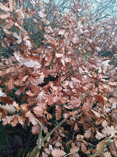 Foto de Quercus petraea