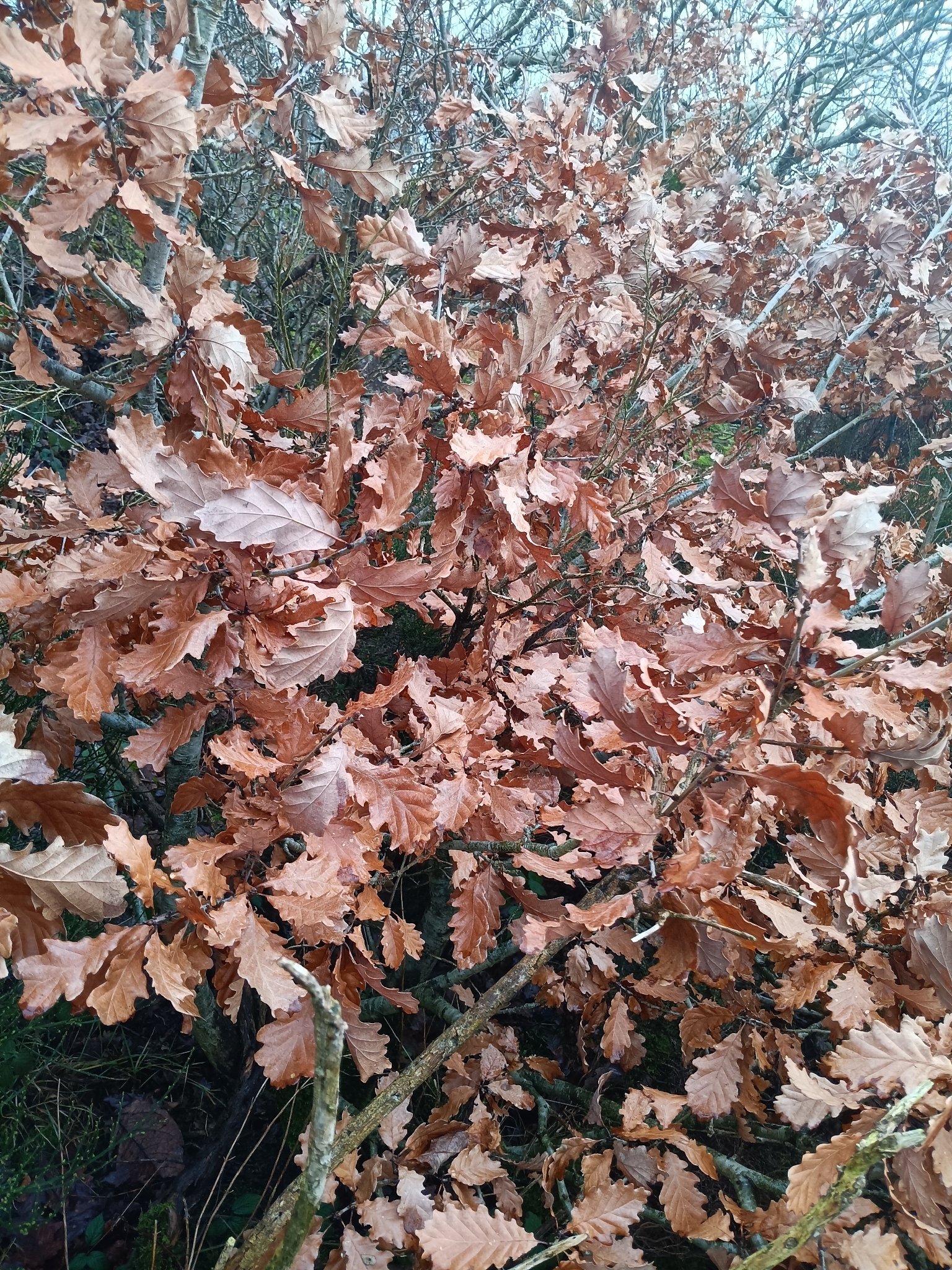 Imagem de Quercus petraea