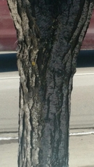 Gleditsia triacanthos