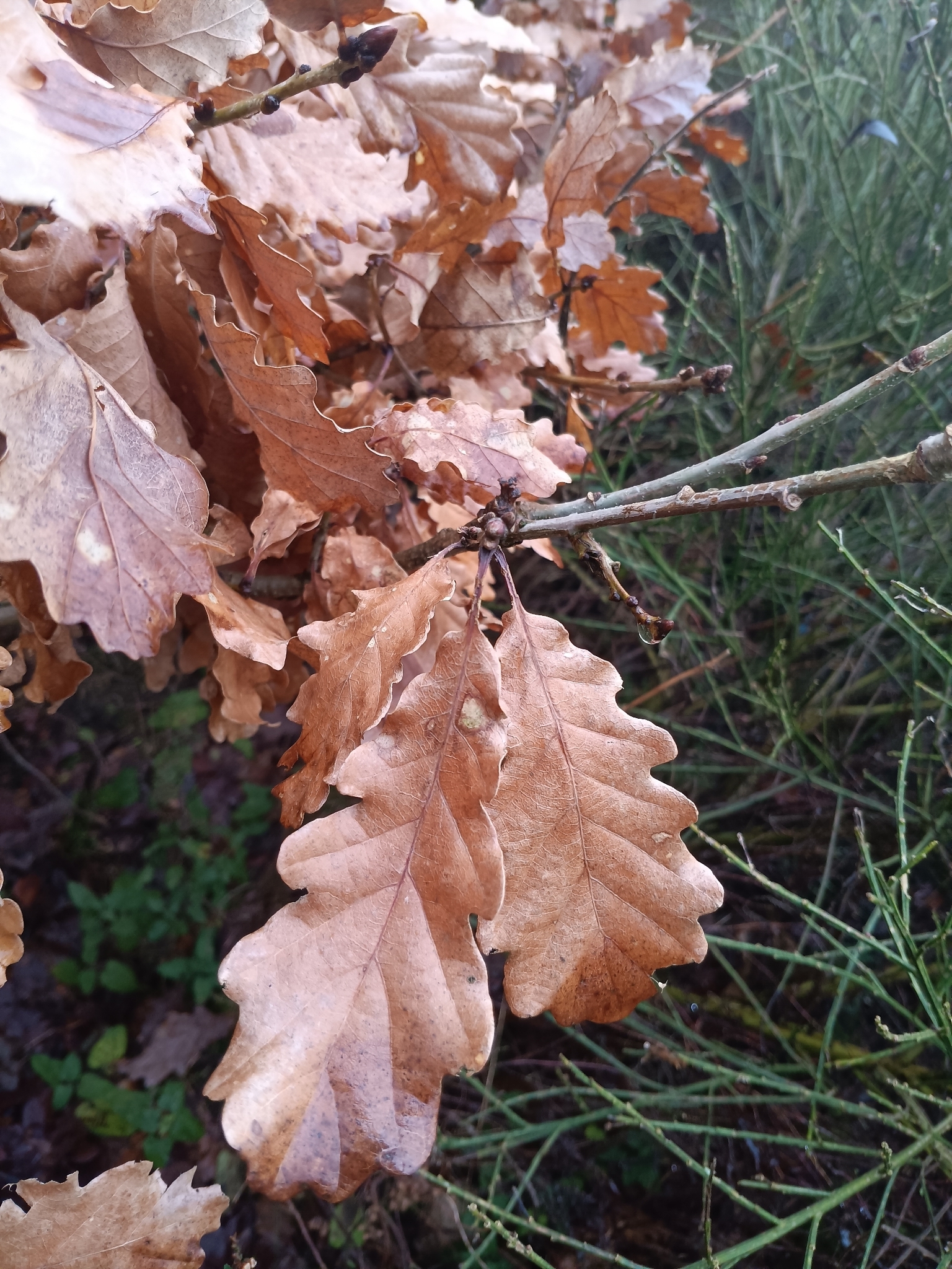 Imagem de Quercus petraea