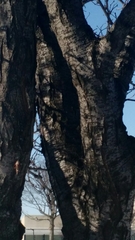 Gleditsia triacanthos