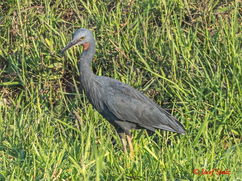 iNaturalist image