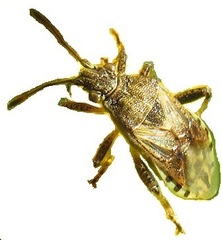 Stictopleurus punctatonervosus