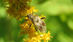 Stictopleurus punctatonervosus