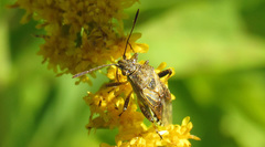 Stictopleurus punctatonervosus