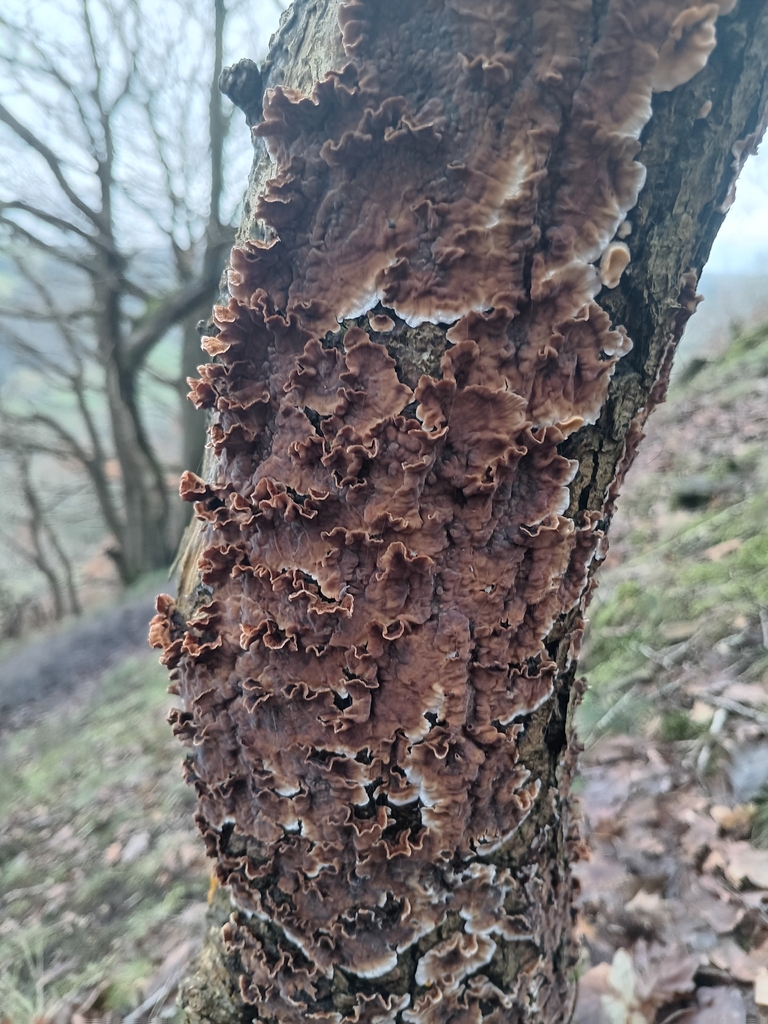 Stereum gausapatum · February 2026 · photo: © considerthelilies (iNaturalist, cc-by)
