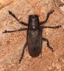 Ceroplesis ferrugator