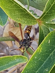 Polistes buyssoni
