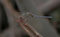 Orthetrum abbotti