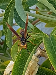 Polistes buyssoni