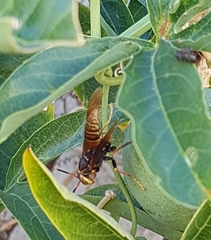 Polistes buyssoni