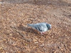 Columba livia domestica