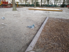 Columba livia domestica
