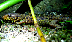 Lepidophyma pajapanensis