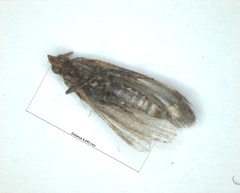 Lepidoptera