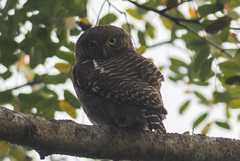 Glaucidium cuculoides
