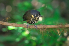 Grallaricula lineifrons