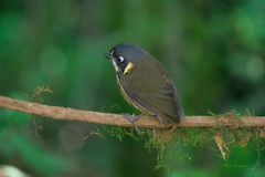 Grallaricula lineifrons