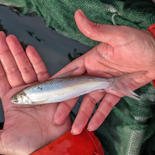 Sacramento Splittail (Pogonichthys macrolepidotus) — Cyprinidae — 4