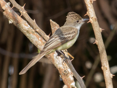 Myiarchus ferox