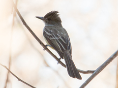 Myiarchus ferox