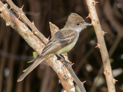 Myiarchus ferox