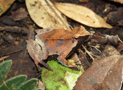 Darwin's Frog photo 2