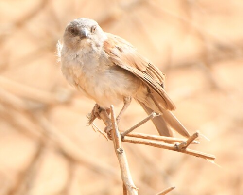 Northern Grey-headed Sparrow