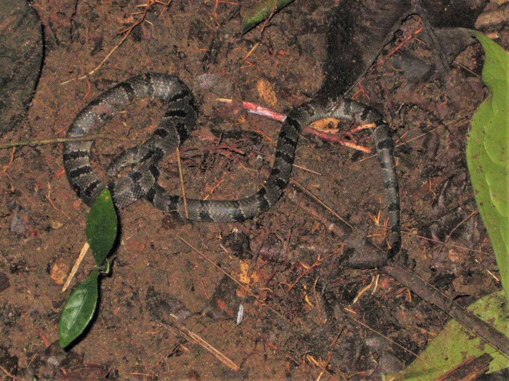 African Banded Snake