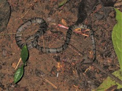 African Banded Snake photo 1