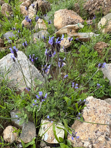 Cut-leaved lavender